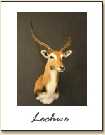 Lechwe