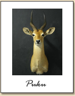 Puku