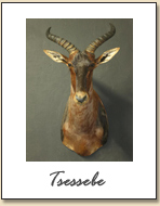 Tsessebe