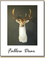 Fallow Deer