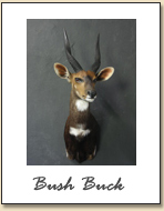 Bush Buck