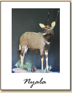 Nyala