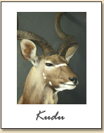 Kudu