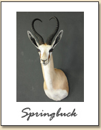 Springbuck