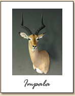 Impala