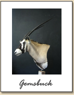 Gemsbuck