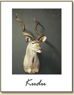 Kudu