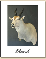 Eland