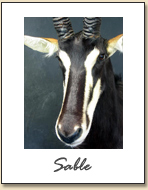Sable