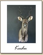 Kudu