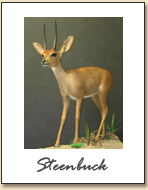 Steenbuck