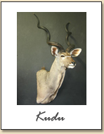 Kudu