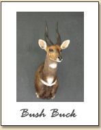 Bush Buck