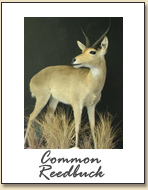 Common Reedbuck