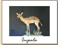 Impala
