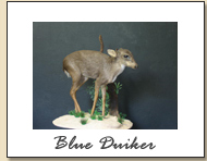 Blue Duiker