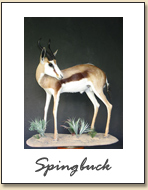 Springbuck