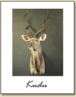 Kudu