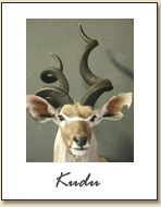 Kudu