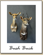 Bush Buck