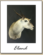 Eland