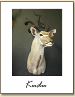Kudu