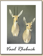 Vaal Rhebuck