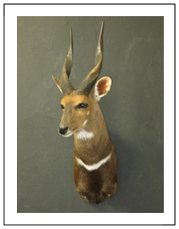 Bushbuck