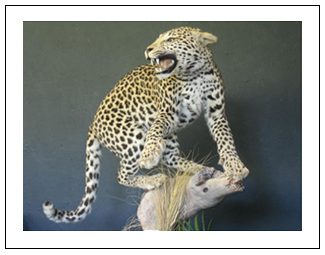 Leopard